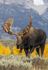 Bull Moose During the Rut in Autumn in Grand Teton National Park Wyoming