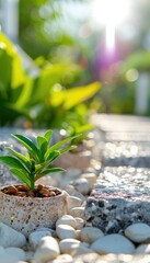Small green plant growing in a stone pathway with sunlight shining in the background