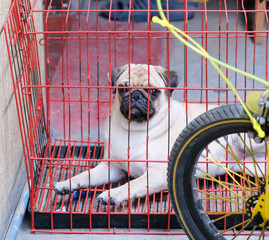 Pug puppy inside her red cage looking sad.