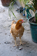 Hubbard brown chicken walking in an urban garden.