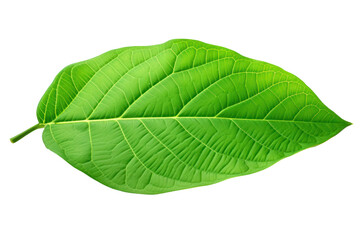 Obraz premium Green cocoa leaf with detailed veins and a slightly curved shape, fresh and vibrant in color Isolated on white background