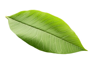 Obraz premium single green cocoa leaf showing its natural texture and intricate vein pattern Isolated on white background