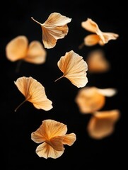 Obraz premium Elegant Ginkgo Leaves Floating in Serene Darkness Botanical Still Life with Soft Light and Shadow Delicate Veins Captured in High Detail