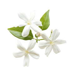 Obraz premium Delicate Jasmine Flower with Slender Petals Isolated on Transparent Background