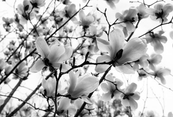 black and white photo  branch with the most beautiful white magnolia flowers