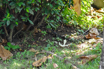 Beautiful nature in the jungles of Thailand