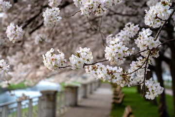 Branch of a blooming cherry tree with white flowers on a blurred background of a park with benches in early spring. Natural floral background with space for text.