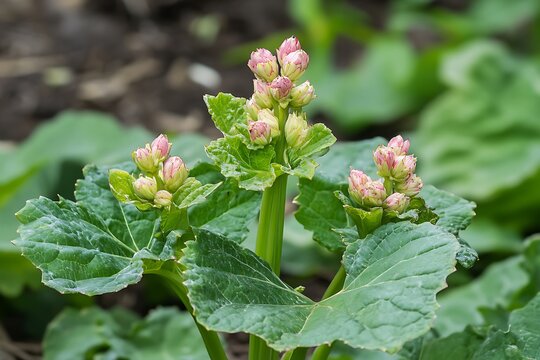 Rhubarb Plant with Pink Buds &ndash; Fresh Greenery and Nature&rsquo;s Bloom