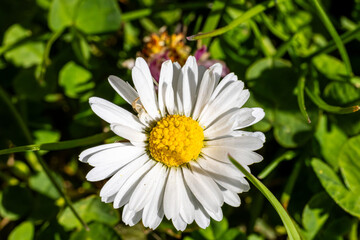 Obraz premium White Daisy Flower in Natural Grass Setting on a Sunny Day