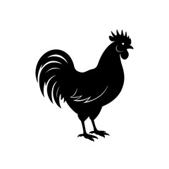 rooster isolated on white