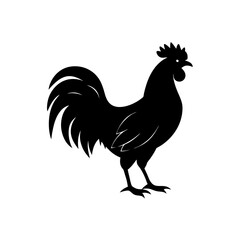 rooster isolated on white background