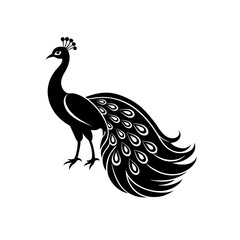 peacock vector illustration