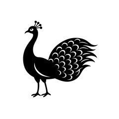 peacock vector illustration