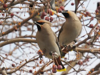 bird on a branch