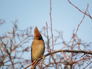 bird on a branch