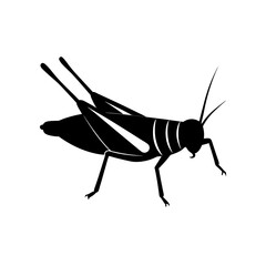 locust isolated on white background