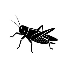 grasshopper isolated on white