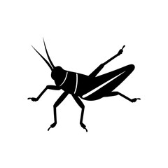 grasshopper isolated on white background