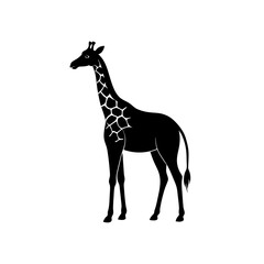 giraffe isolated on white background