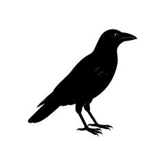 crow on a white background