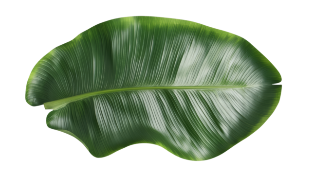 A vibrant green leaf on a transparent background. Large green banana leaf with vibrant texture and natural shine, ideal for food presentation, tropical themes, or eco concepts.