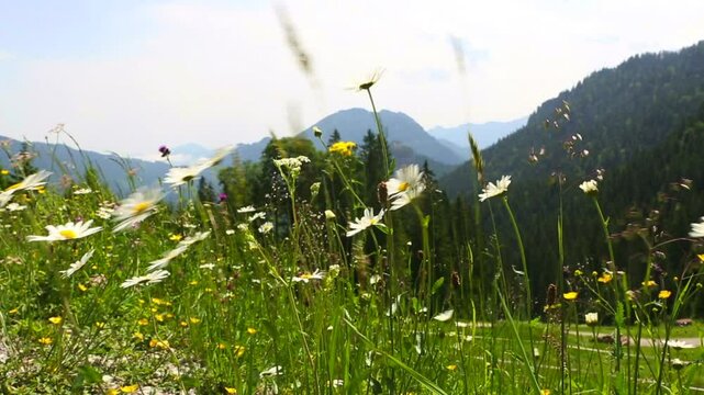 Sunny mountain landscape in the Bavarian Alps, mountain Kofel, Germany
