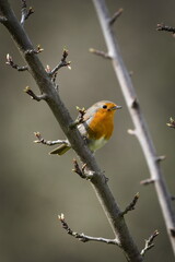 Erithacus rubecula aka european robin perched on the tree. Tiny bird from Czech republic.	