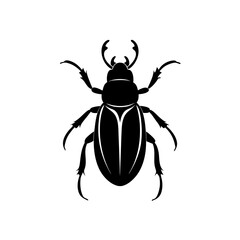 black beetle isolated on white