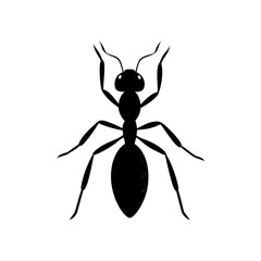 black spider vector illustration