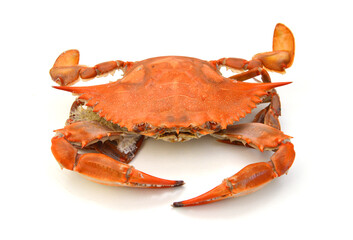 Blue Crab with white background