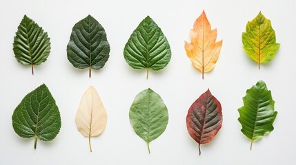 Obraz premium Colorful autumn leaves arranged on white background (3)