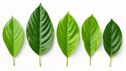 Obraz premium A group of five green leaves on a white surface.
