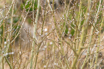Buds on branches. Beautiful natural background.