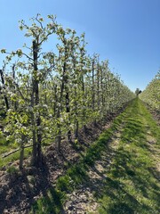 Rows of blooming pear trees in a spring orchard under a clear blue sky. A vibrant agricultural landscape symbolizing growth, harvest, and nature’s renewal in the countryside.