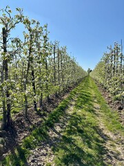 Obraz premium Rows of blooming pear trees in a spring orchard under a clear blue sky. A vibrant agricultural landscape symbolizing growth, harvest, and nature’s renewal in the countryside.