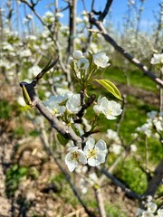 Close-up of white pear blossoms blooming on a sunny spring day with a vibrant blue sky. A symbol of renewal, growth, and the beauty of nature in agricultural landscapes.