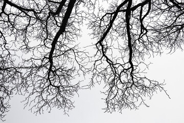 Silhouette of leafless tree branches. Clean minimal background with organic shapes. Perfect for winter themes, nature art, or abstract compositions.