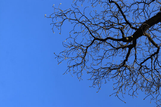 Tree branches with buds in early spring against clean blue sky. Fresh nature concept, minimal and organic structure for natural designs.