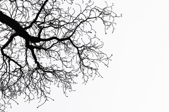 Winter tree silhouette. Leafless branches in black against white. Minimal, clean, artistic background for creative projects, posters, or nature concepts.