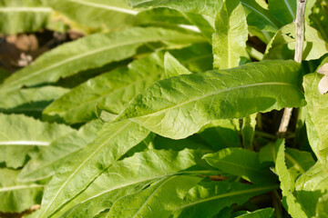 Turkish rocket leaves