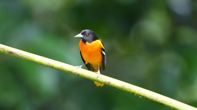 Male Baltimore Oriole (Icterus galbula) Perched on Branch