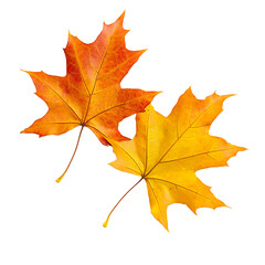 Fototapeta premium A colorful autumn maple leaf shows the season's vibrant red and yellow foliage on transparent background