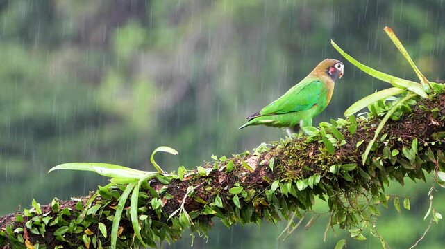 Brown-hooded Parrot (Pyrilia haematotis) Taking Flight in Tropical Rain