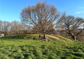 Obraz premium A tree stands on a grassy hilltop under a clear blue sky. An old rubber tyre hangs near the tree trunk, surrounded by a landscape of sparse trees, on a late winters day near, Bolton Woods, Shipley, UK