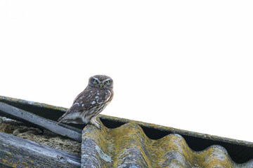 Little Owl (Athene noctua) Sitting on the Roof of an Old House