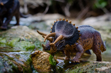 A realistic scene of Triceratops horridus models near a stream in a prehistoric setting. Ideal for paleontology, education, and natural history themes. Detailed and lifelike diorama