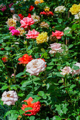 Multicolored rose in flower garden,Сolorful roses in rose garden and wooden window,English roses of different colors in english garden.