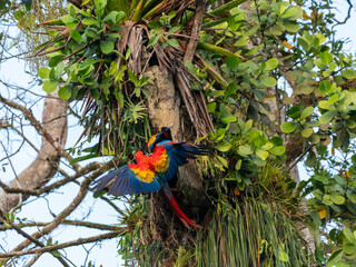 Scharlachara im Anflug auf seinen Brutbaum