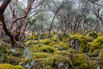 Mystical forest trees in the fog. Rainy forest in mist and clouds. Red trunks of small trees in the deep dark forest on a rainy and foggy day