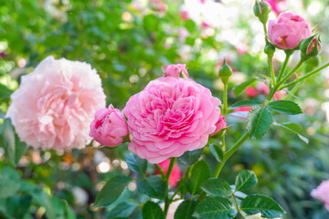 Multicolored rose in flower garden,Сolorful roses in rose garden and wooden window,English roses of different colors in english garden.